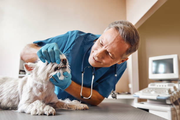 Best Emergency Wisdom Teeth Removal in Painesville, OH